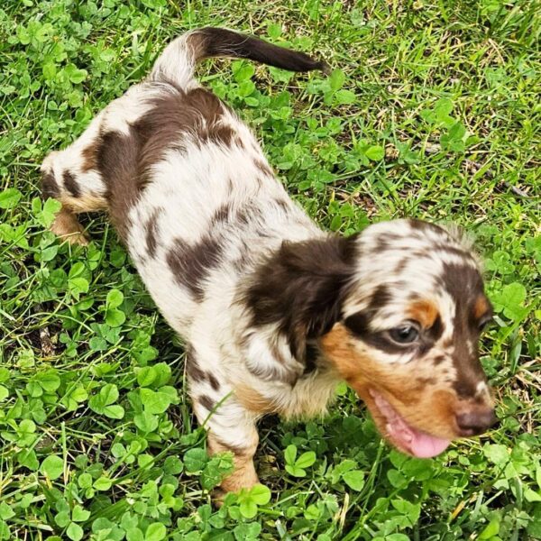 Miniature Long Haired Dachshund for sale - Image 3