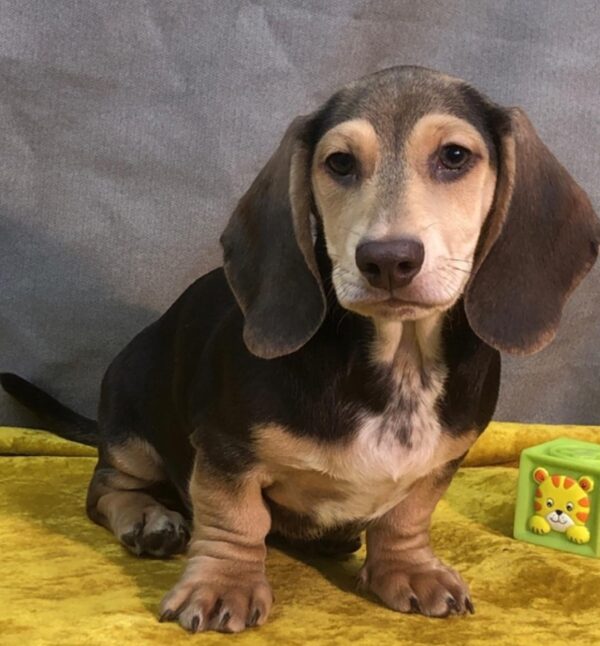 Miniature Smooth Haired Dachshund for sale - Image 2