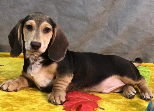 Miniature Smooth Haired Dachshund for sale - Image 3