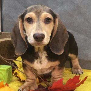 Short Haired Dachshund for Sale