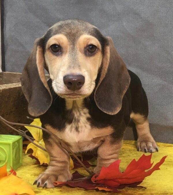 Short Haired Dachshund for Sale
