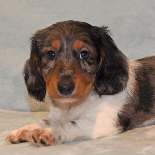 Dachshund for Sale Near Me