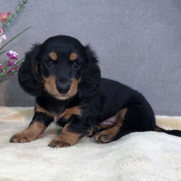 Miniature Long Haired Dachshund for sale - Image 2