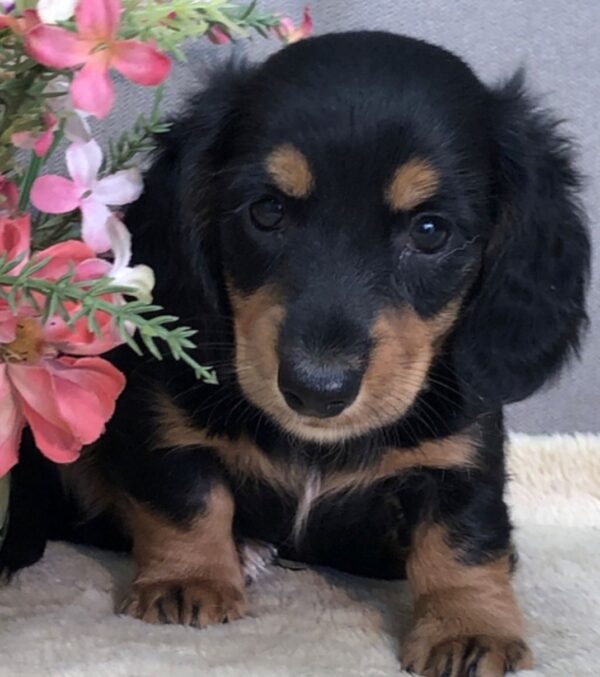 Miniature Long Haired Dachshund for sale - Image 3