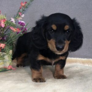 long haired dachshund puppies for sale