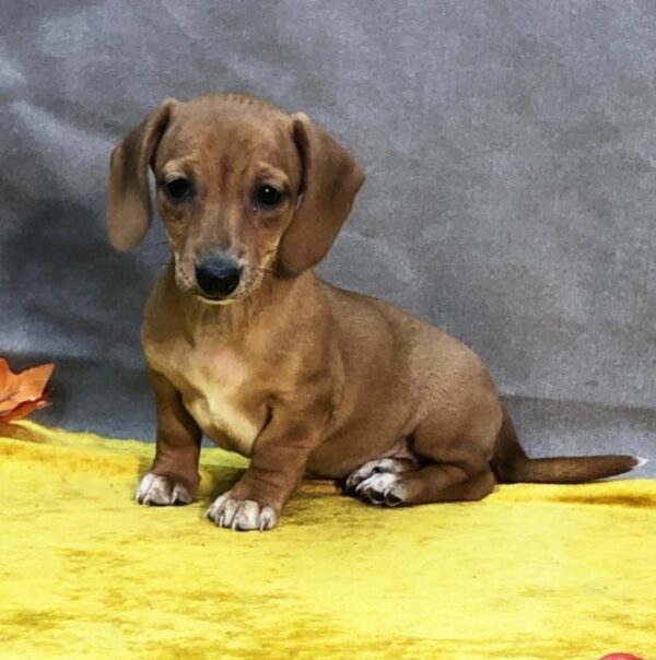 Miniature Smooth Haired Dachshund for sale - Image 2