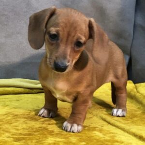 Miniature Smooth Haired Dachshund for sale
