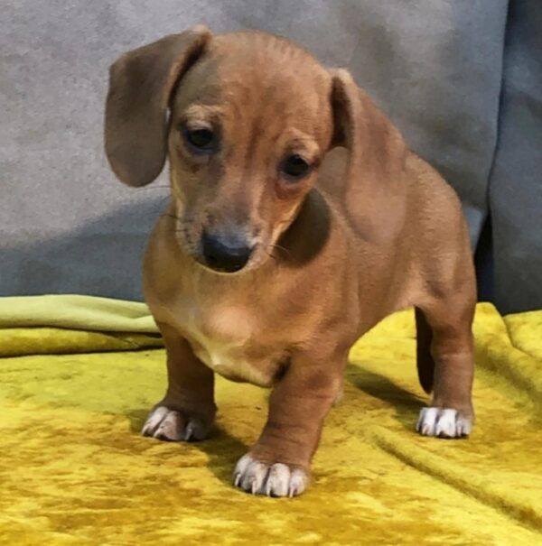 Miniature Smooth Haired Dachshund for sale