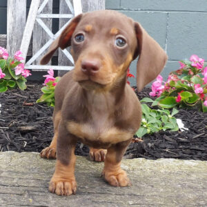 Mini Smooth Haired Dachshund for Sale