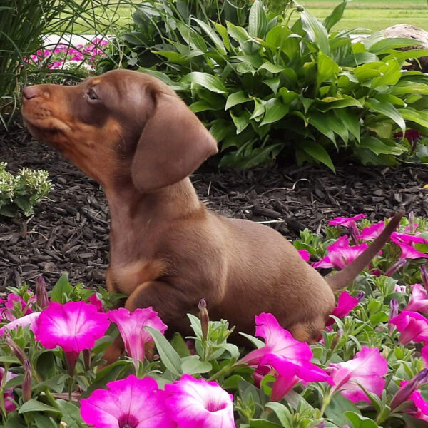 Miniature Smooth Haired Dachshund for sale - Image 3
