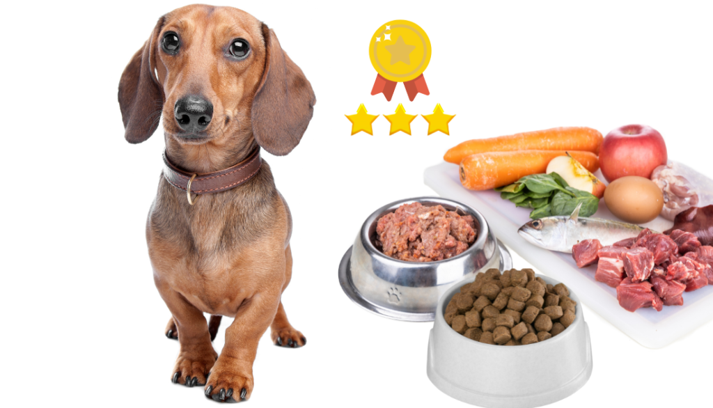 Best Dog Foods for Mini Dachshunds