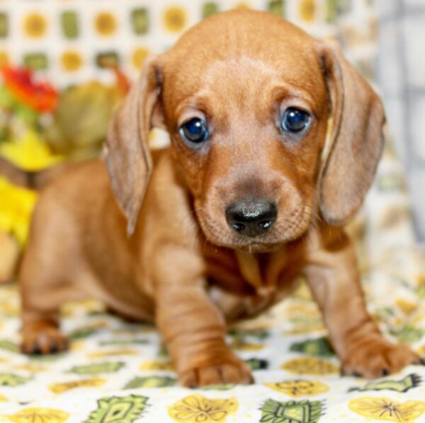 Miniature Smooth Haired Dachshund for sale - Image 2