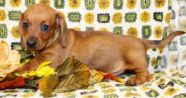 Miniature Smooth Haired Dachshund for sale - Image 3