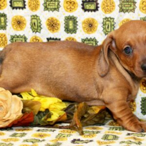 Dachshund Dogs for Sale Near Me