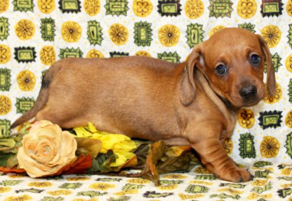 Dachshund Dogs for Sale Near Me