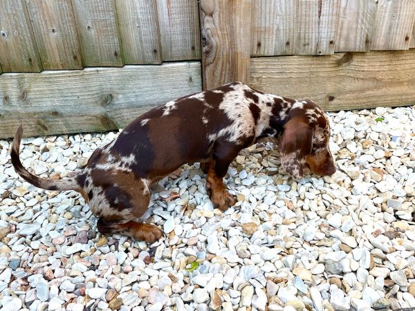 potty training tips for your Dachshund puppy