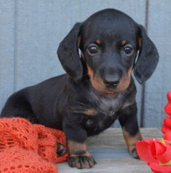 Miniature Smooth Haired Dachshund for sale - Image 2