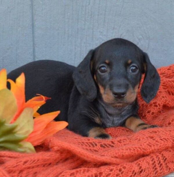 Miniature Smooth Haired Dachshund for sale - Image 3
