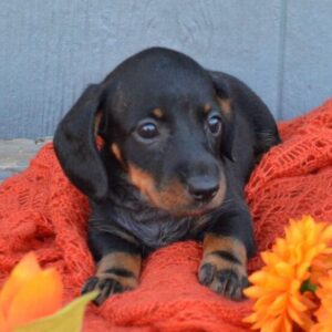 Smooth Haired Dachshund Puppies for Sale