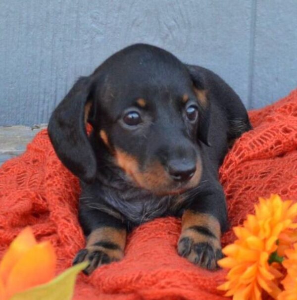 Smooth Haired Dachshund Puppies for Sale