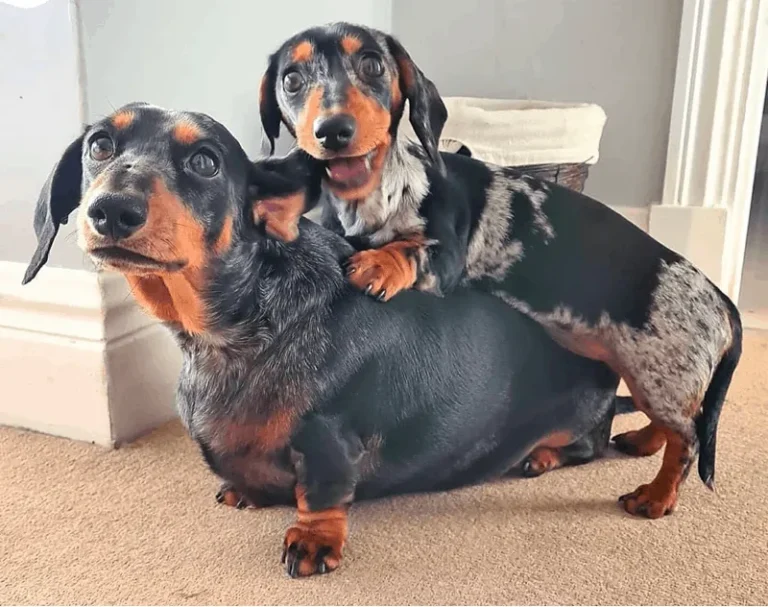 Mini vs. Standard Dachshunds: Which One Is Right for You?