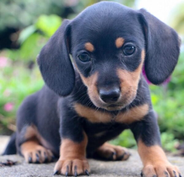 Miniature Smooth Haired Dachshund for sale - Image 2