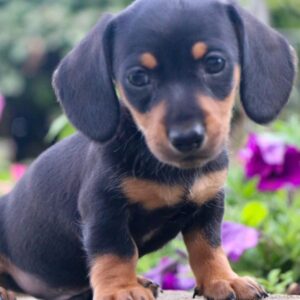 Miniature Dachshund Puppies for Sale Near Me