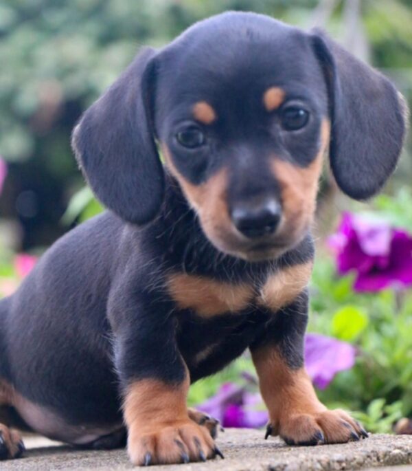 Miniature Dachshund Puppies for Sale Near Me