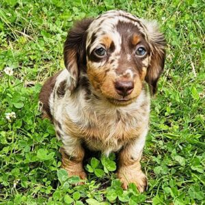Looking for a loving dachshund for sale that will fit seamlessly into your family? At Dachshunds Haven, we specialize in raising high-quality dachshunds with a focus on health, temperament, and socialization. Whether you’re seeking a playful puppy or a calm, cuddly companion, we have the perfect dachshund for sale to match your lifestyle and preferences.