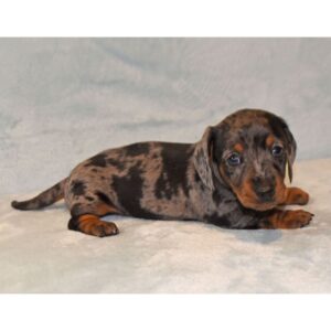 Dapple Dachshund Puppy for Sale