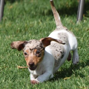 White Dachshund for Sale