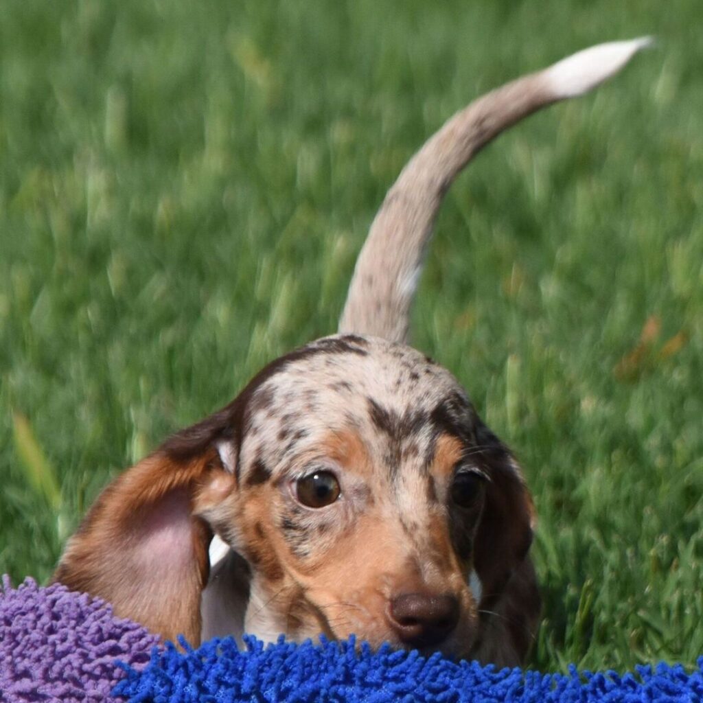 How We Prepare Each Puppy Before They Leave for Their New Home