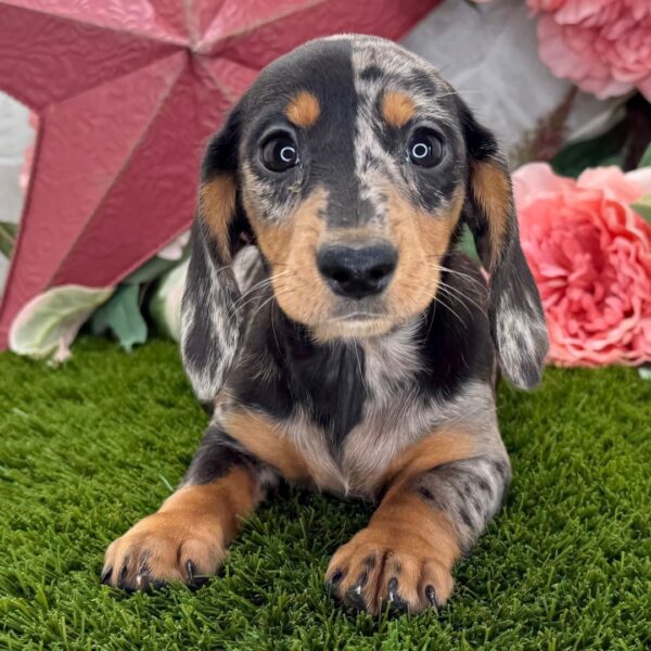 Miniature Long Haired Dachshund for sale - Image 2