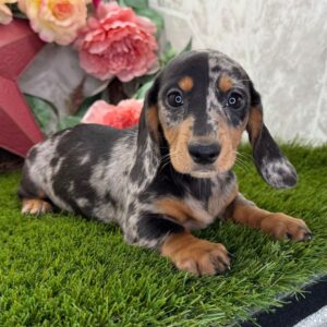 Mini Long Haired Dachshund Puppies for Sale