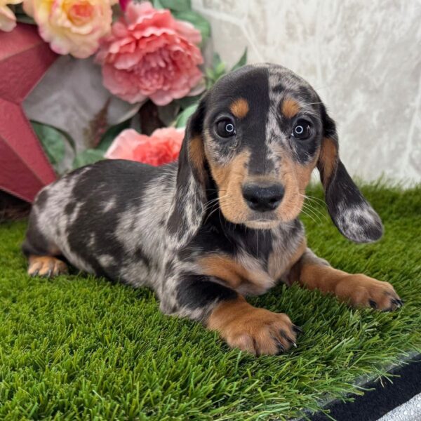 Mini Long Haired Dachshund Puppies for Sale