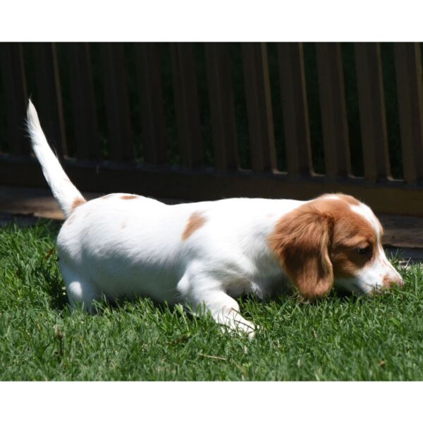 Miniature Long Haired Dachshund for sale - Image 2