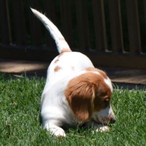 Dachshund Puppy for Sale
