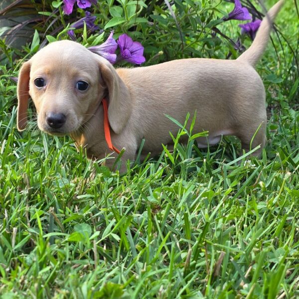 Miniature Smooth Haired Dachshund for sale - Image 2