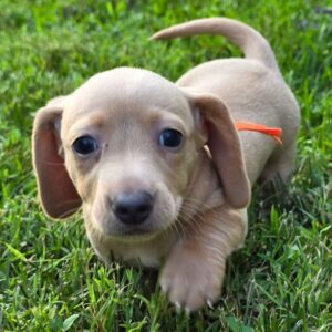 Dachshund Dog for Sale