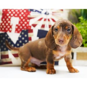 Chocolate Daple Dachshund for sale