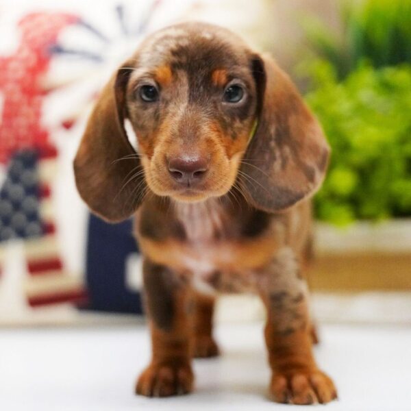 dachshund diet