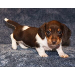 Chocolate Miniature Smooth Haired Dachshund for Sale