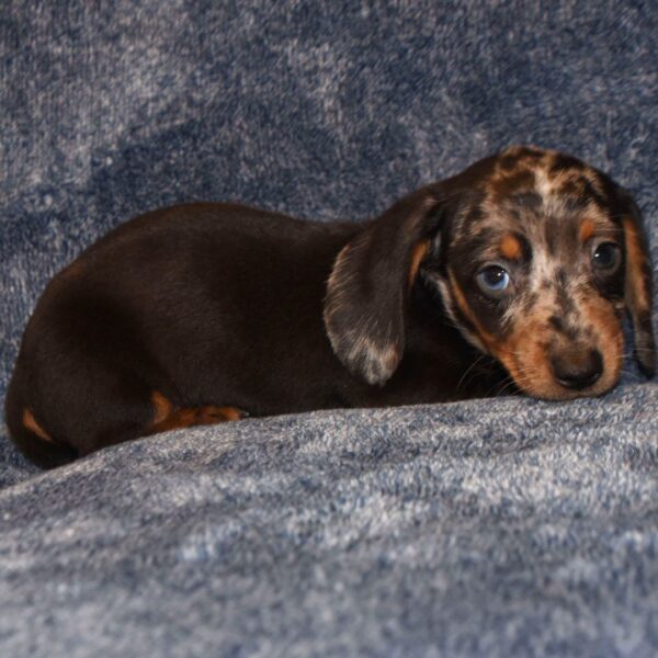 Miniature Smooth Haired Dachshund for sale - Image 2