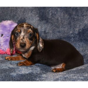miniature smooth haired dachshund for sale