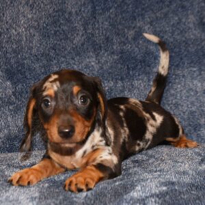 10 Things to Know Before Getting a Dachshund Puppy