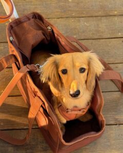 At Dachshund Haven, we believe every family deserves to find the perfect puppy, no matter where they live. That’s why we’ve created a detailed, safe, and stress-free process for puppy transport across the United States. In this article, we’ll explain exactly how we safely ship our Dachshund puppies nationwide so you can feel confident and informed every step of the way.