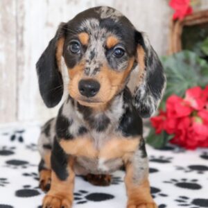 Dachshund Puppies For Sale