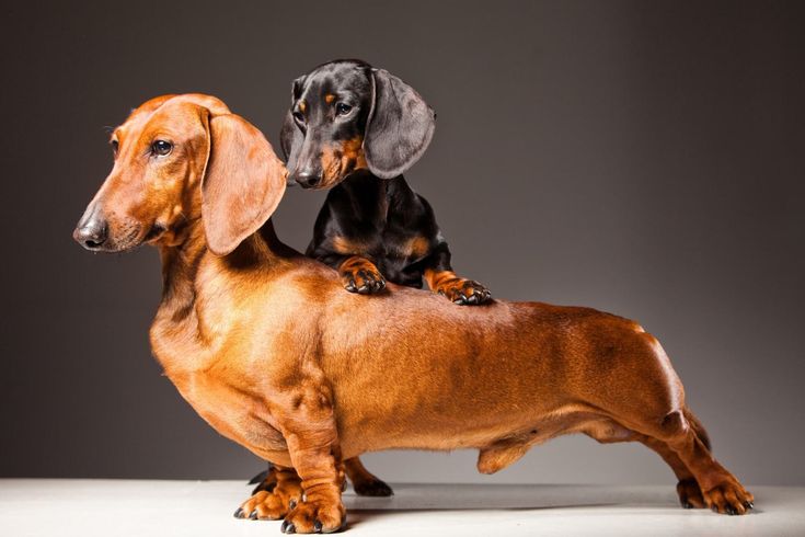 Mini vs. Standard Dachshunds: Which One Is Right for You?