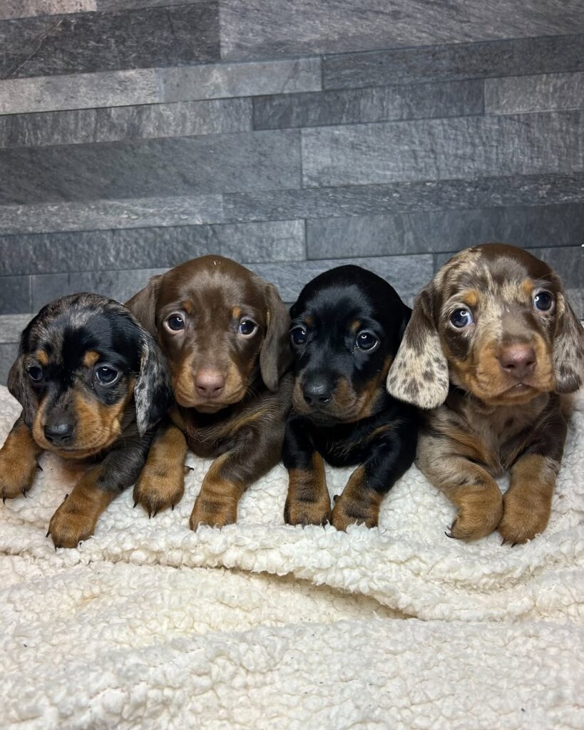 what to expect when you buy a puppy from Dachshund Haven