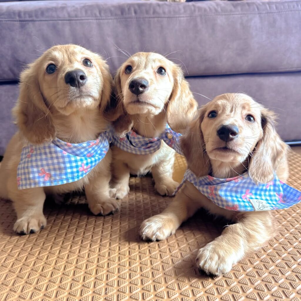 How We Prepare Each Puppy Before They Leave for Their New Home